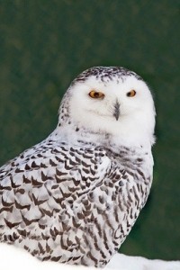 owl